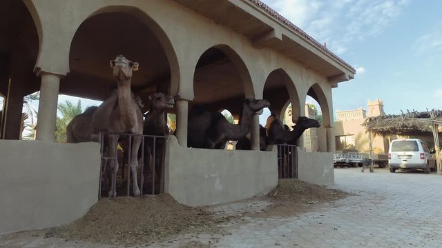 Close up shot of camels in aviary eating and chewing food, Morocco