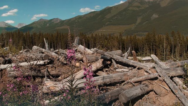 Piles of discarded logs in the foreground with mountains in the background used for clearcutting that show the human influence on our environment.