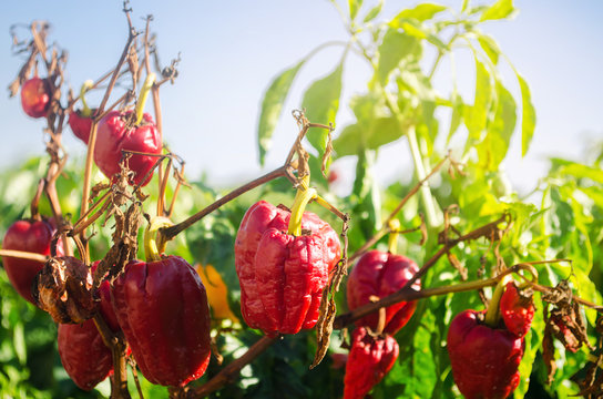 Dry Wilted Red Bell Pepper Grows In The Field. Vegetable Disease. Global Warming And Poor Harvest. Agribusiness. Agro Industry. Growing Organic Vegetables. Agriculture And Farming. Selective Focus