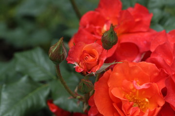 Fototapeta premium Rose Rose Princess Michiko
