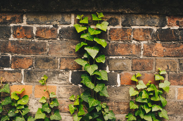 Ivy covered brick wall
