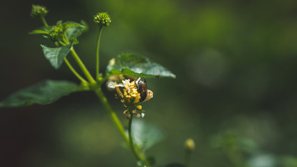 insect on a flower