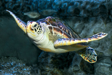 Obraz premium Hawksbill Turtle underwater