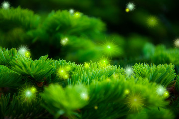 Christmas greeting card background, cypress tree with bright starburst