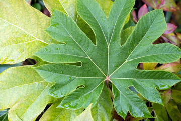 Broad leaf fig tree leaf