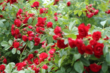 薔薇　ばら　スカーレットメイディランド