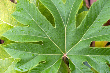Broad leaf fig tree leaf