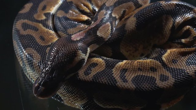 Video of small royal phyton skin and head