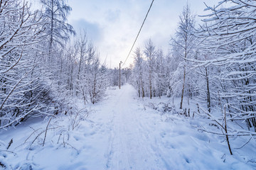 View of the path in winter forest at cold morning time.