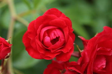薔薇　ばら　スカーレットメイディランド