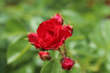 薔薇　ばら　スカーレットメイディランド