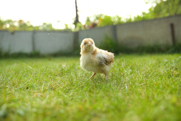 background of little chick on the grass with copy space.