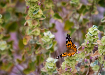 A colorful butterfly posing diligently