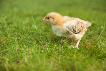 background of little chick on the grass with copy space.