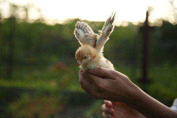 background of little nestling on the hand with copy space. chick flaps its wings