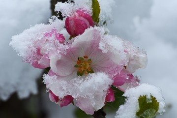 Apfelblüten im Schnee