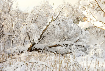 Felled tree in the snow