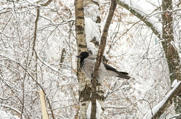  crow on a snowy tree branch