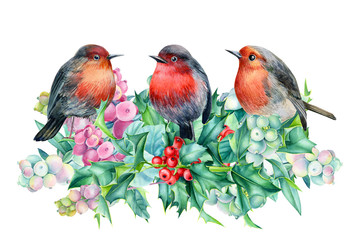 Beautiful bird robin watercolor on a white background. New year holiday design