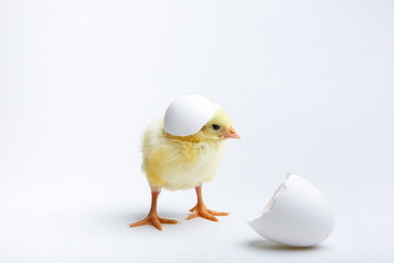 a small yellow chicken hatched from an egg. eggshell on chicken head on white background