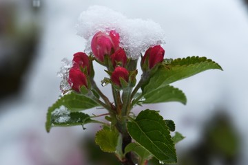Apfelbl&uuml;ten im Schnee