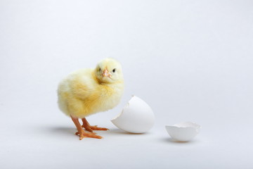 yellow chick and two halves of egg shell on a white background.