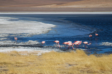 The flamingos of the Bolivian lagoons