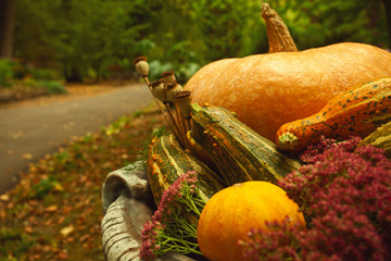 Halloween traditions, back in time concept.  Group of different breeds of fresh pumpkins in stone...