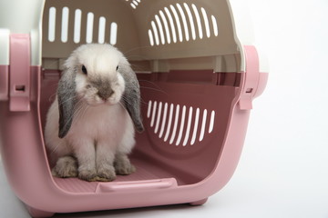 lop rabbit in box for pets. white bunny on white background