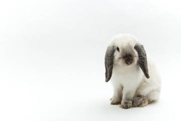 White lop bunny on white background. lop-eared rabbit is on a white background.