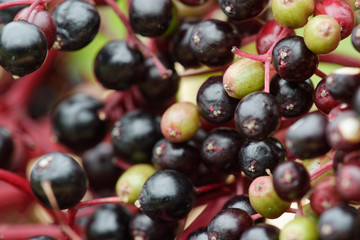 Beeren vom schwarzen Holunder