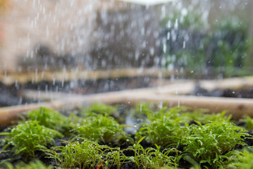 Obraz na płótnie Canvas spinach plant in the rain. kitchen garden.