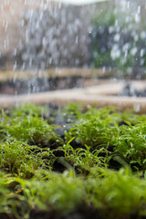spinach plant in the rain. kitchen garden.