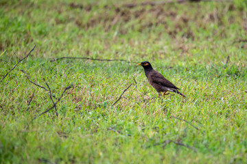 The Common Myna is brown with a black head. It has a yellow bill, legs and bare eye skin.The Common Myna is a member of the starling family and is also known as the Indian Myna or Indian Mynah.