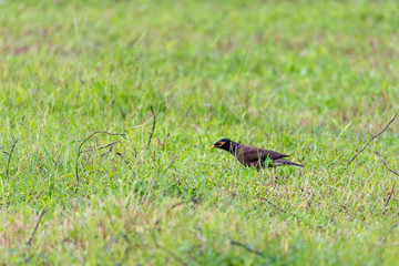 The Common Myna is brown with a black head. It has a yellow bill, legs and bare eye skin.The Common Myna is a member of the starling family and is also known as the Indian Myna or Indian Mynah.