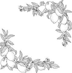 Vector frame illustration with lemon fruits and flowers