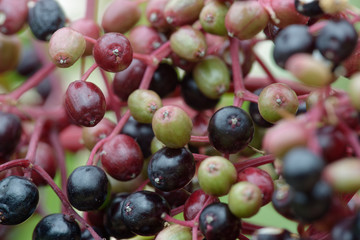 Beeren vom schwarzen Holunder