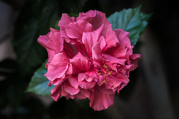 Hibiscus flower