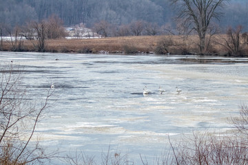A small flock of Trumpeter Swans on a Frozen Lake in Pennsylvania during the winter/spring migration.