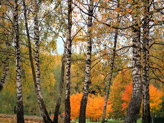 Fototapeta premium White trunks of birches against the background of a bright autumn forest. Background and texture. November.