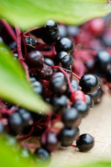 Beeren vom schwarzen Holunder