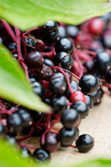 Beeren vom schwarzen Holunder