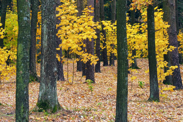 Obraz premium Autumn in the forest. Bright yellow trees on a dark background. November