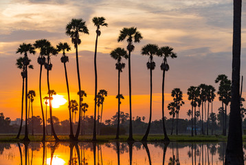 Silhouette sugar palm trees on sunrise and have reflection on the water of rice field before rice glowing.