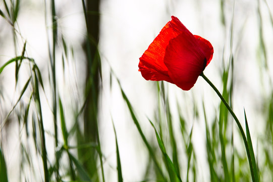 Lonely Poppy in Blera, Latium, Italy