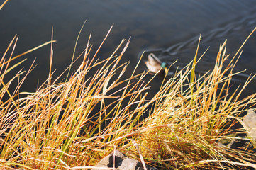 Orange and red grass near a river