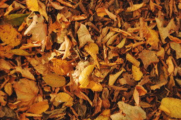 Red and orange autumn leaves background. Outdoor. Colorful backround image of fallen autumn leaves perfect for seasonal use.