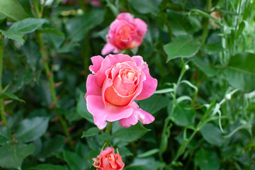 rose / cultivars / Audrey Wilcox / オードリー ウィルコックス