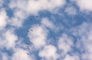 Geese flying in formation against Sky and Moon