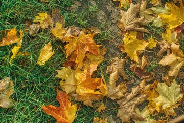 colorful autumn maple leaves on the ground and grass